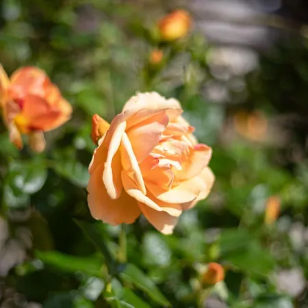 Gemuetliches Gaestehaus Eickeloh