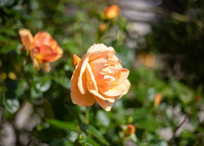 Gemuetliches Gaestehaus Eickeloh